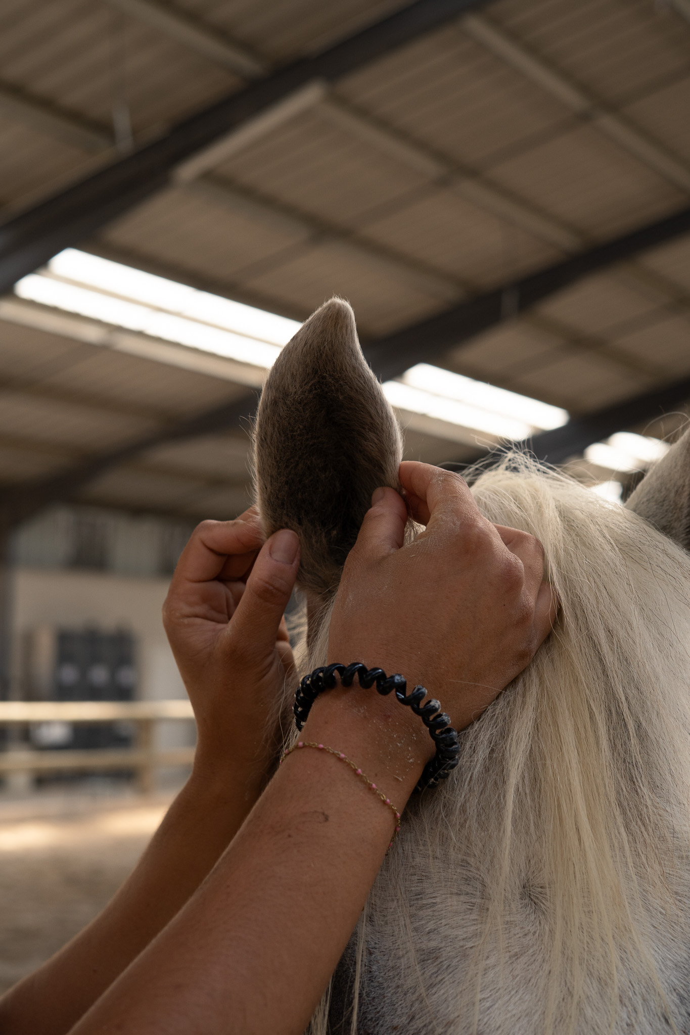 oreille cheval seance shiatsu
