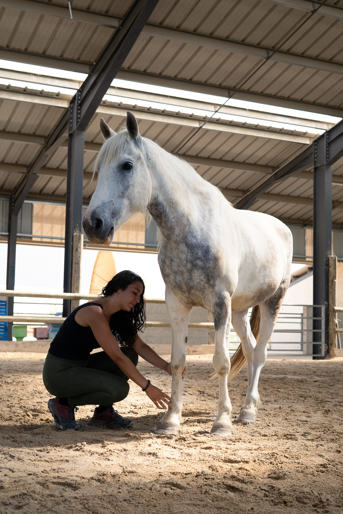 cheval, shiatsu, seance, soulagement cheval,